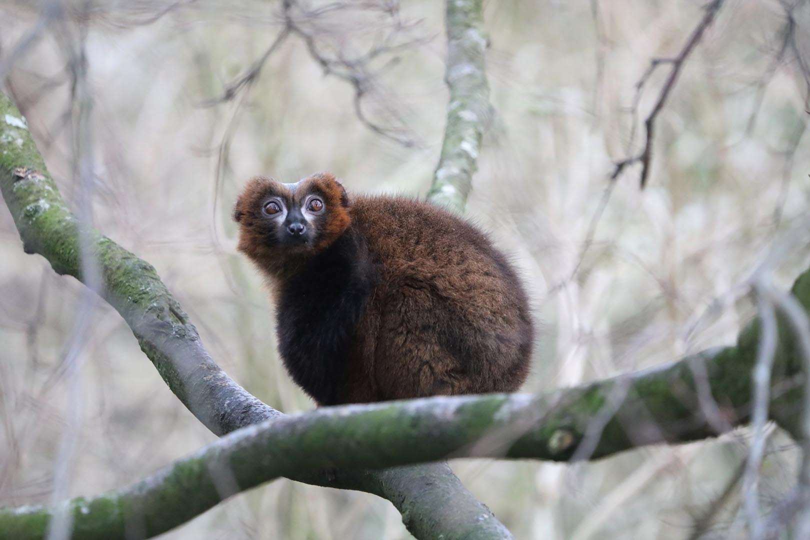 Red-bellied lemur sitting on a tree branch IMAGE: Amy Middleton 2023